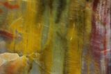 Colorful Petrified Wood (Araucarioxylon) Section - Arizona #133223-1